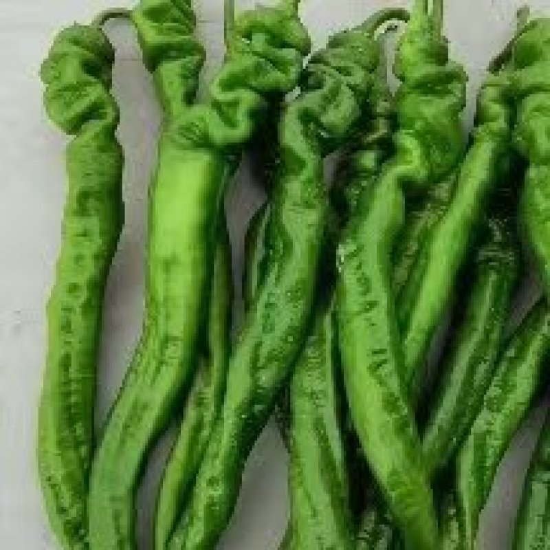 精品薄皮陇椒奥陇18号一手货源批发价格美丽全国发货！