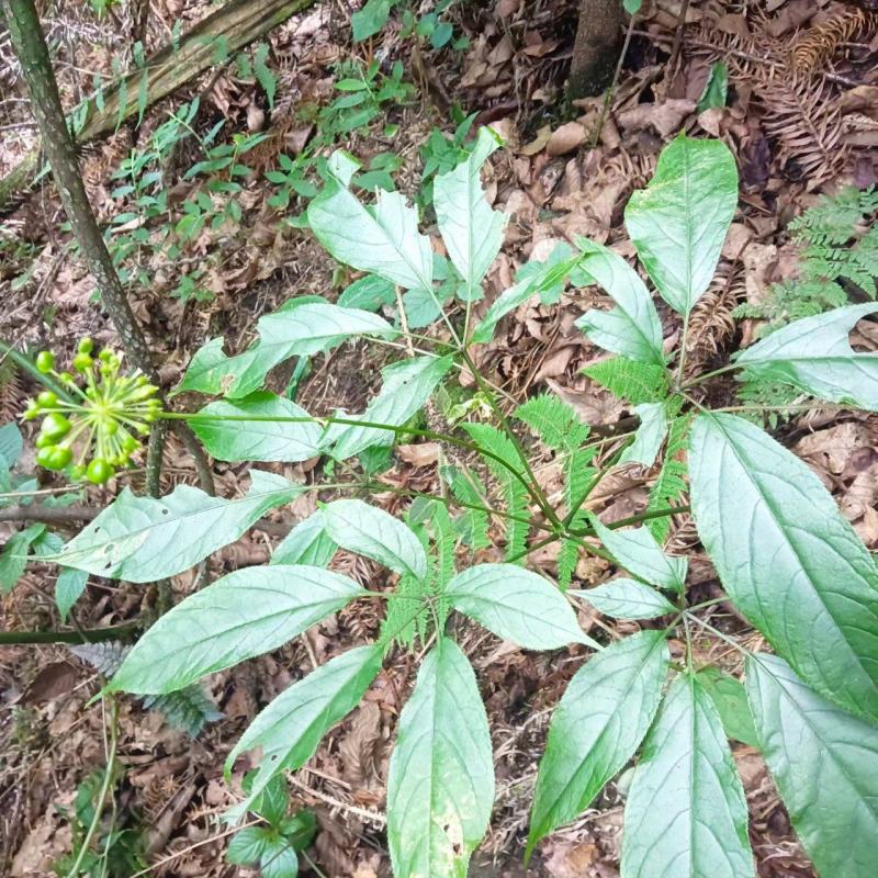 云南高原名贵野生三七盆景