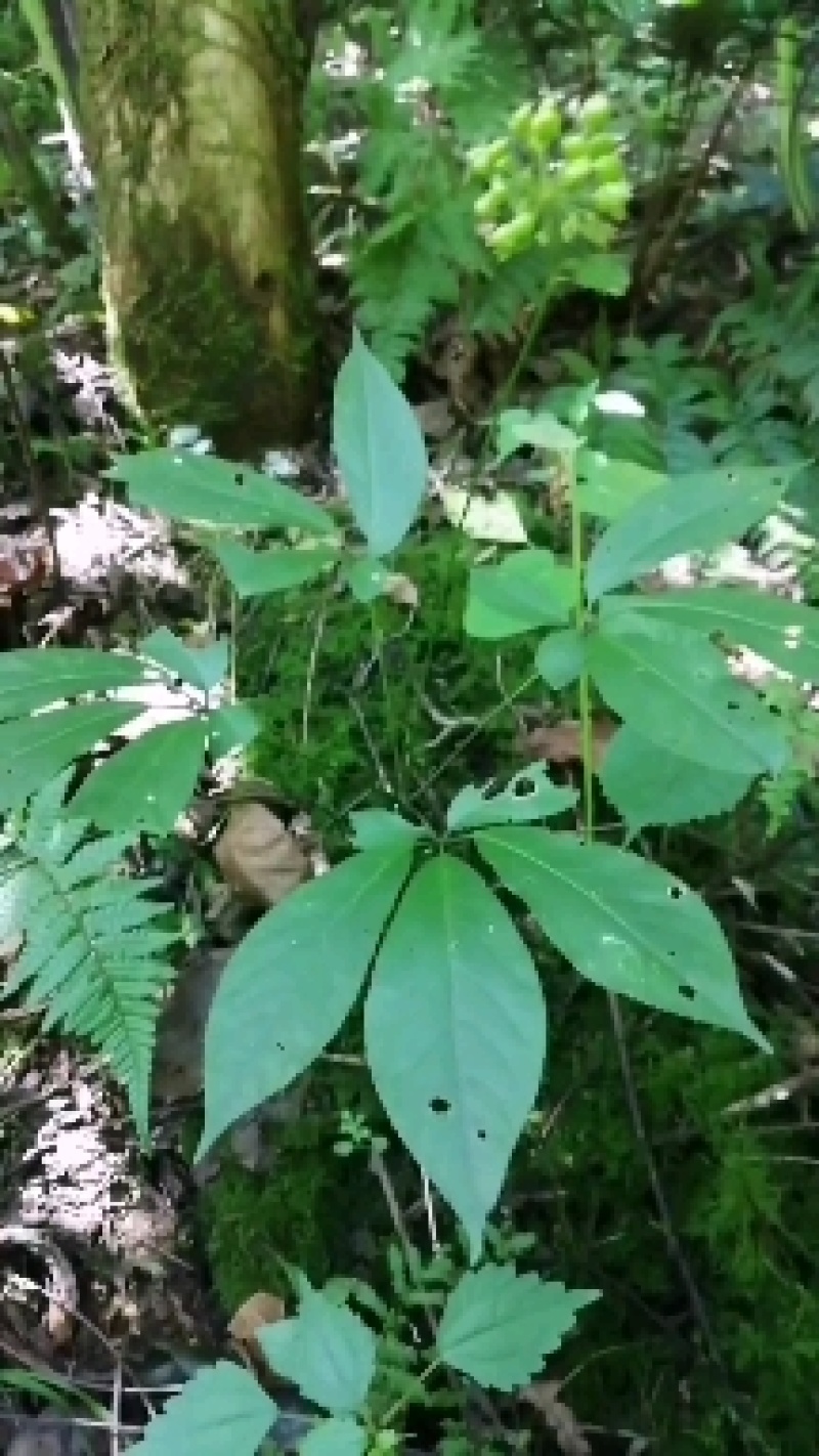 云南高原名贵野生三七盆景