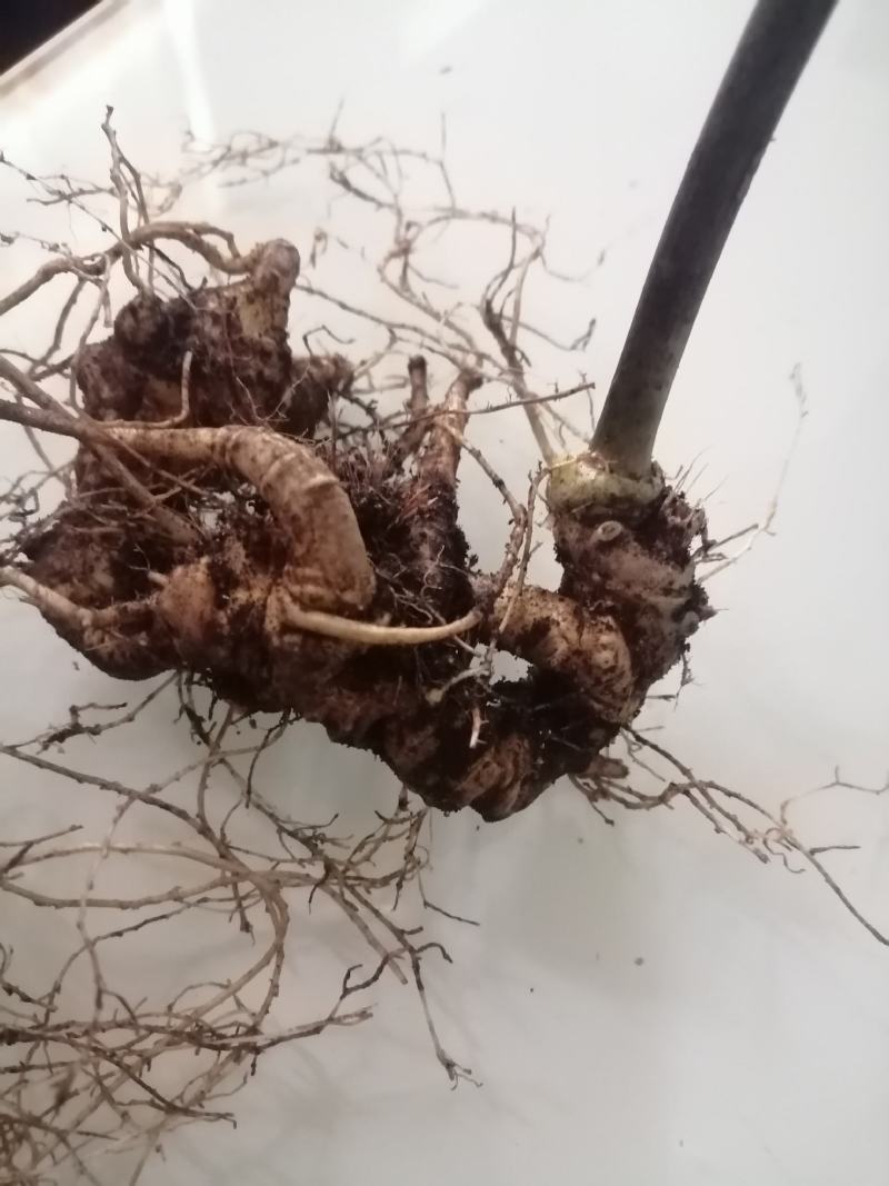 云南高原名贵野生三七盆景