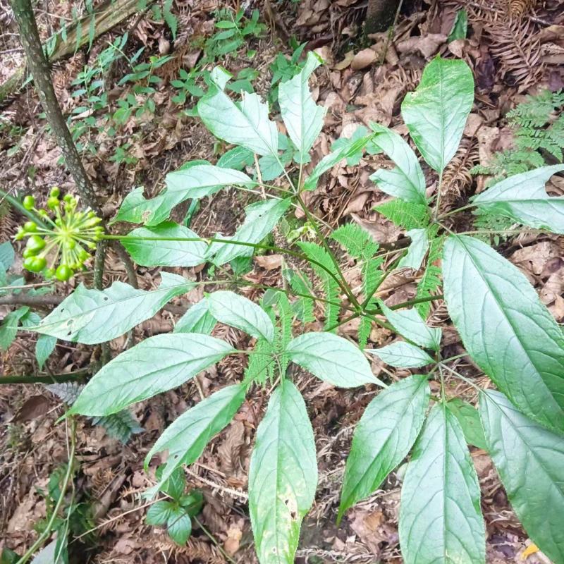 云南高原名贵野生三七盆景