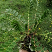 云南野生翻白叶鸡腿根中草药盆景
