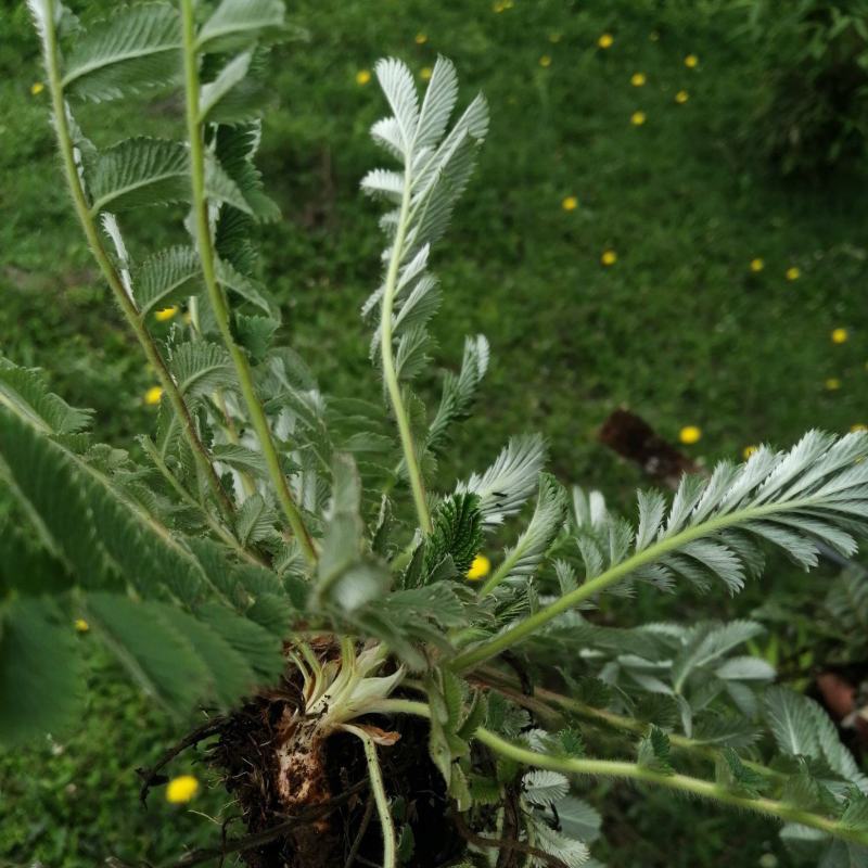 云南野生翻白叶鸡腿根中草药盆景