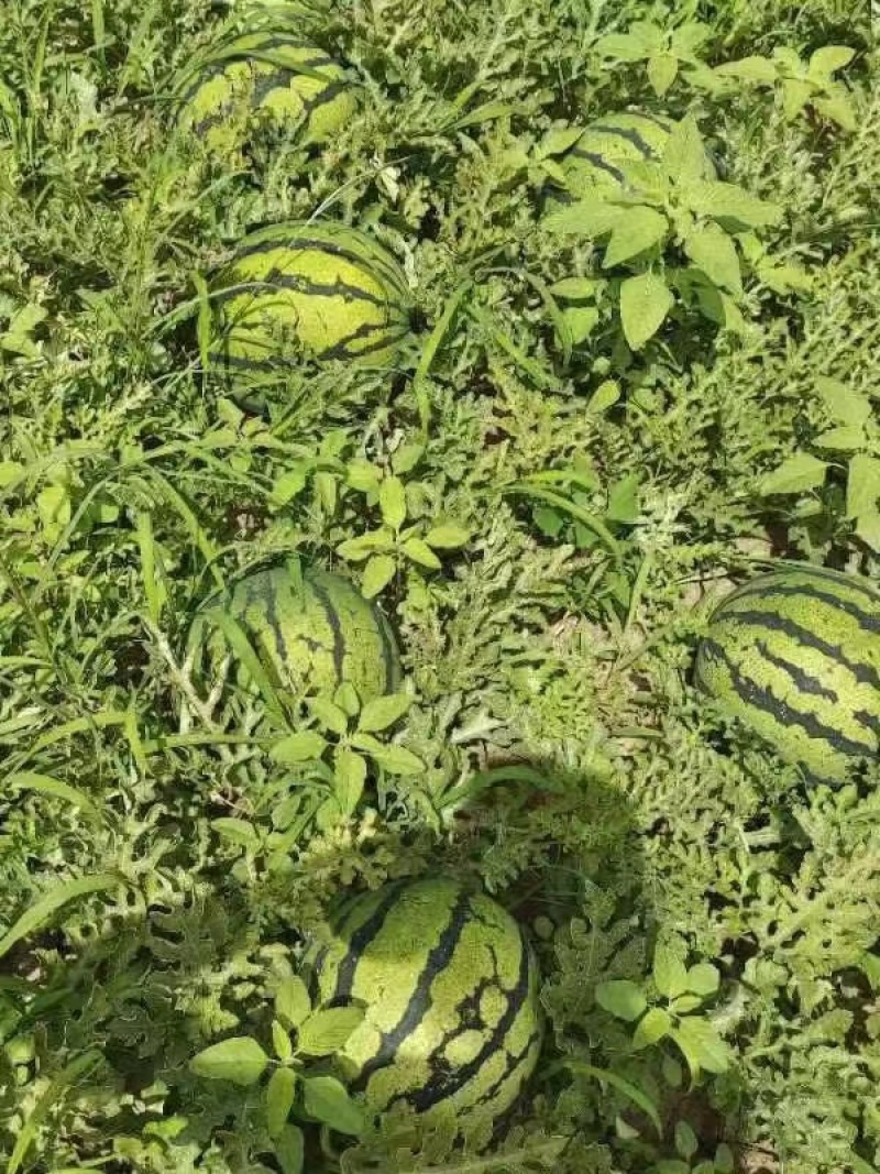 吉林庆红99大量供应，产地直发包熟包甜，量大价优