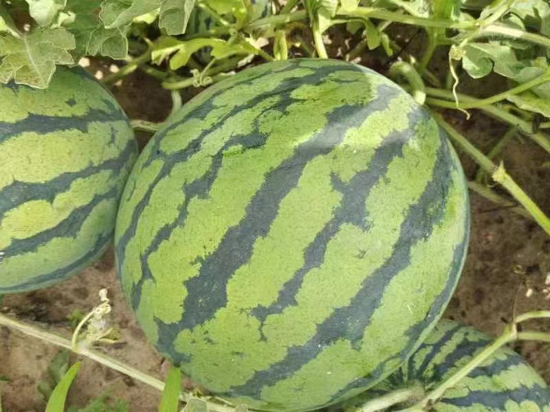 吉林庆红99大量供应，产地直发包熟包甜，量大价优