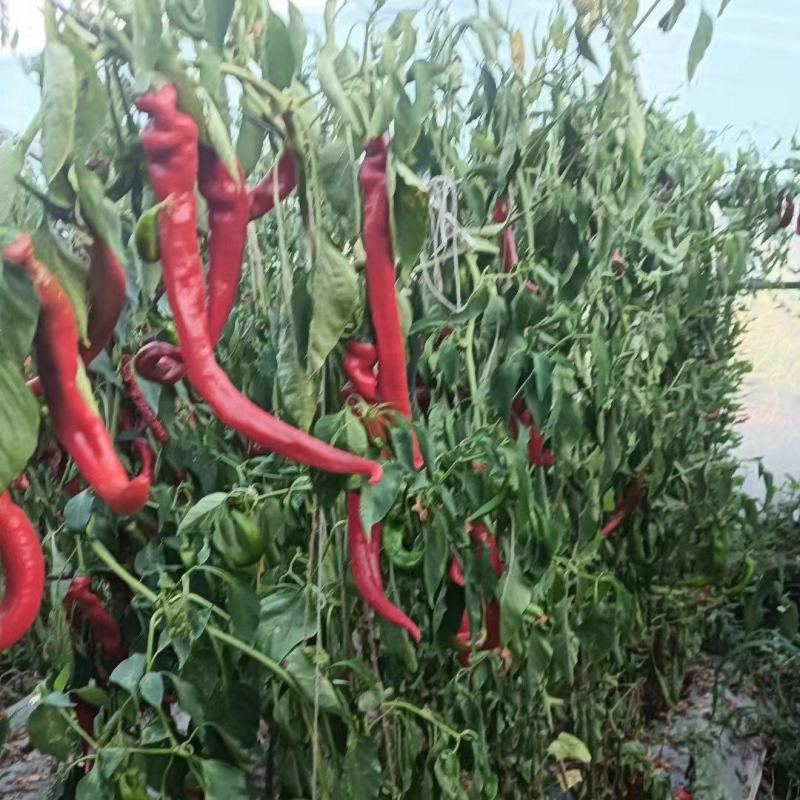 青海海东市精品红辣椒泡椒产地直发一手货源批发价格量大优惠