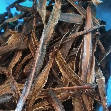 广地龙，一级清水货干净无泥，全部现货，欢迎各位老板来看