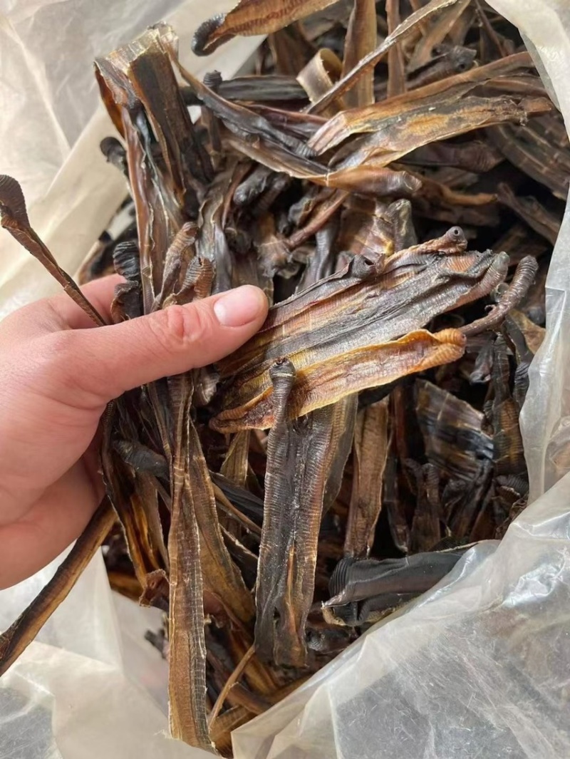 广地龙，一级清水货干净无泥，全部现货，欢迎各位老板来看