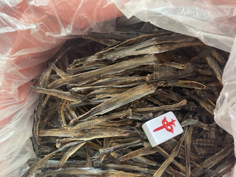 广地龙，一级清水货干净无泥，全部现货，欢迎各位老板来看