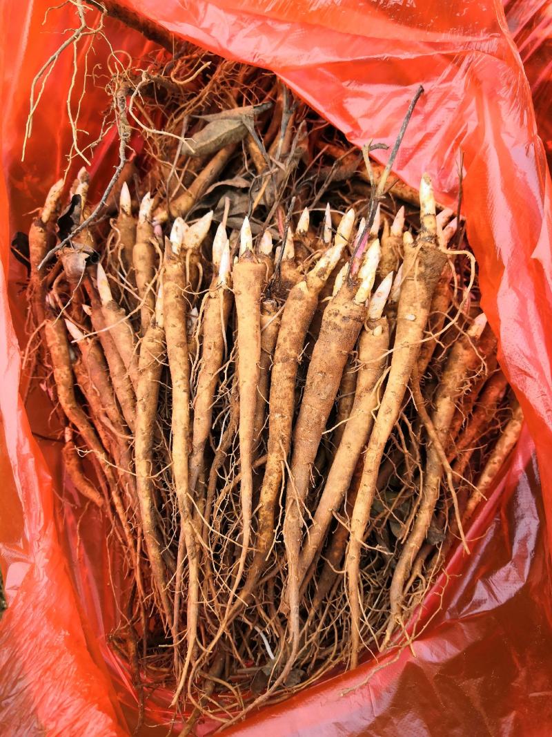 一年两年.三年白芍苗，芍药苗，自家苗圃一手货源，产地直发