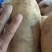 精品226土豆产地直发一手货源批发品质保证价格优
