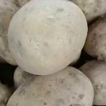 青海精品226土豆产地直发一手货源批发品质保证价格