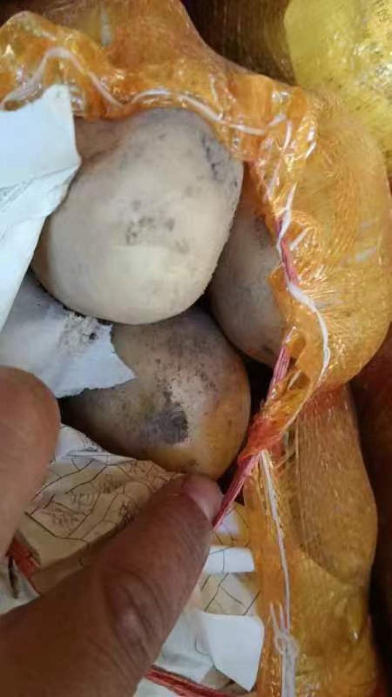 青海精品226土豆产地直发一手货源批发品质保证价格