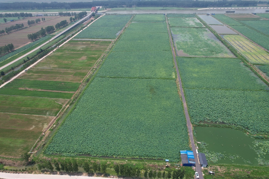 莲藕田种植场景