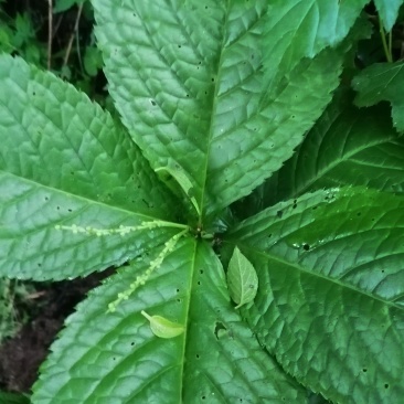 云南原生态名贵伤科中草药四块瓦盆景