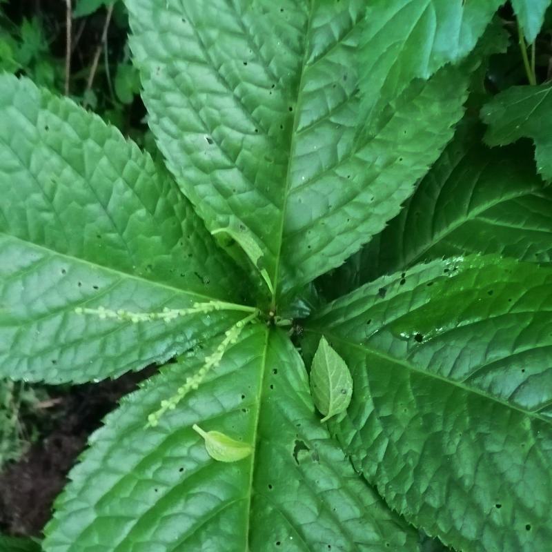 云南原生态名贵伤科中草药四块瓦盆景