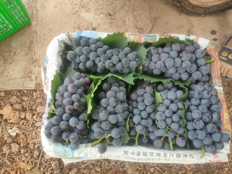 基地直采无中间商