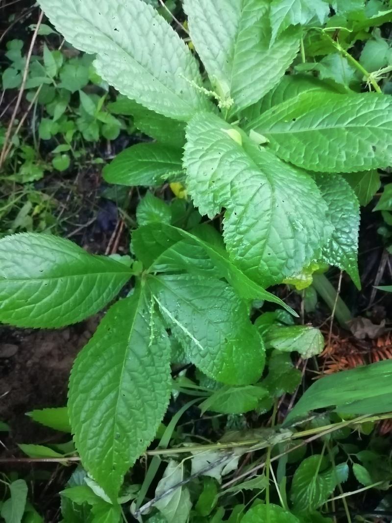 云南原生态名贵伤科中草药四块瓦盆景