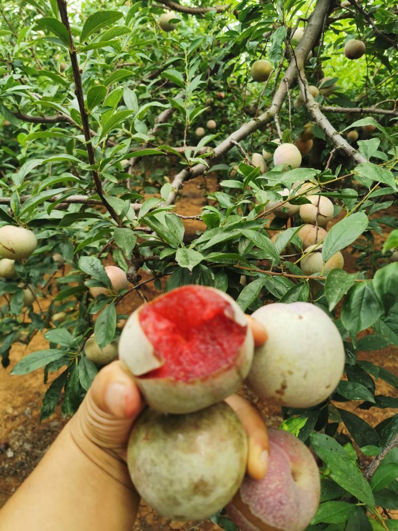 大芙蓉大量上市中秋姬李子大量上市中成熟了口感好