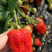 红颜草莓苗苗圃直发优良种苗品种齐全果苗纯正
