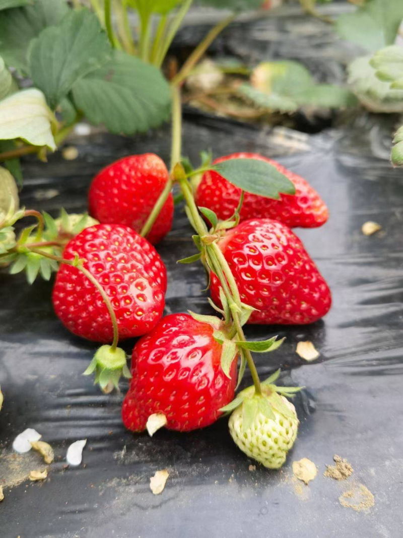 红颜草莓苗苗圃直发优良种苗品种齐全果苗纯正