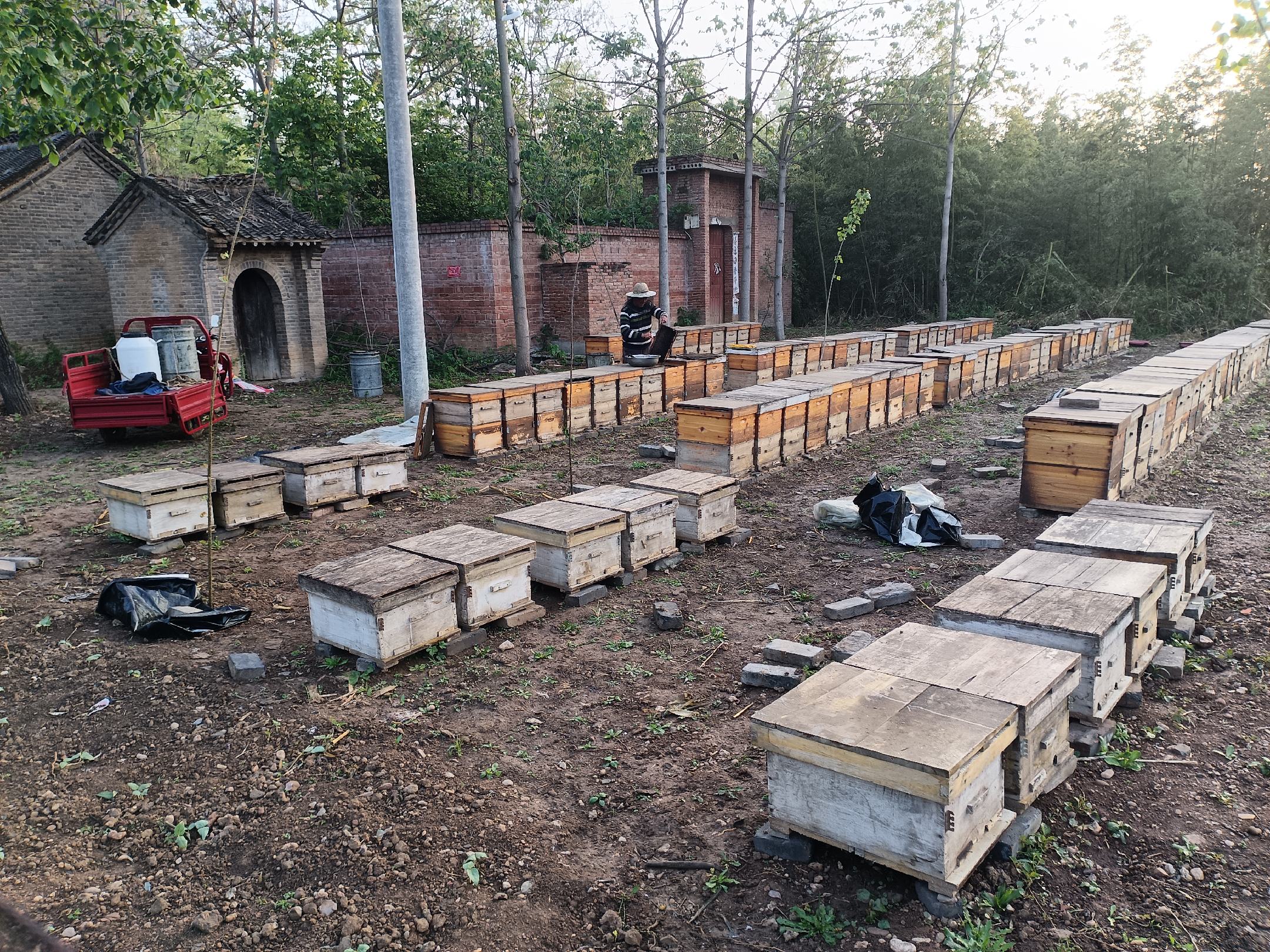 养蜂人在蜂场采集蜂蜜的过程