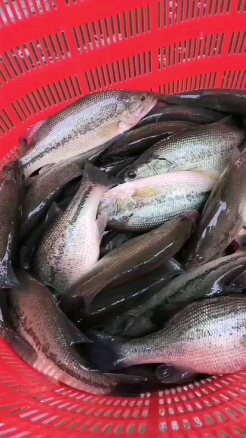 江苏淮安淮阴区鲈鱼苗大小都有自家鱼300公里送货上门包成活