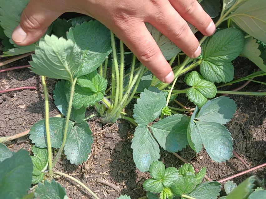 信息图展示章姬奶油草莓的主要营养成分柱状图,包括维生素C、膳食纤维、钾、叶酸、热量等数值对比,背景为白色,配色清新,图标清晰,标注单位与参考摄入百分比 章姬奶油草莓营养成分图表