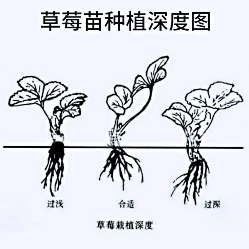 【精选】香野草莓苗根系发达植株低矮易种易活挂果率高