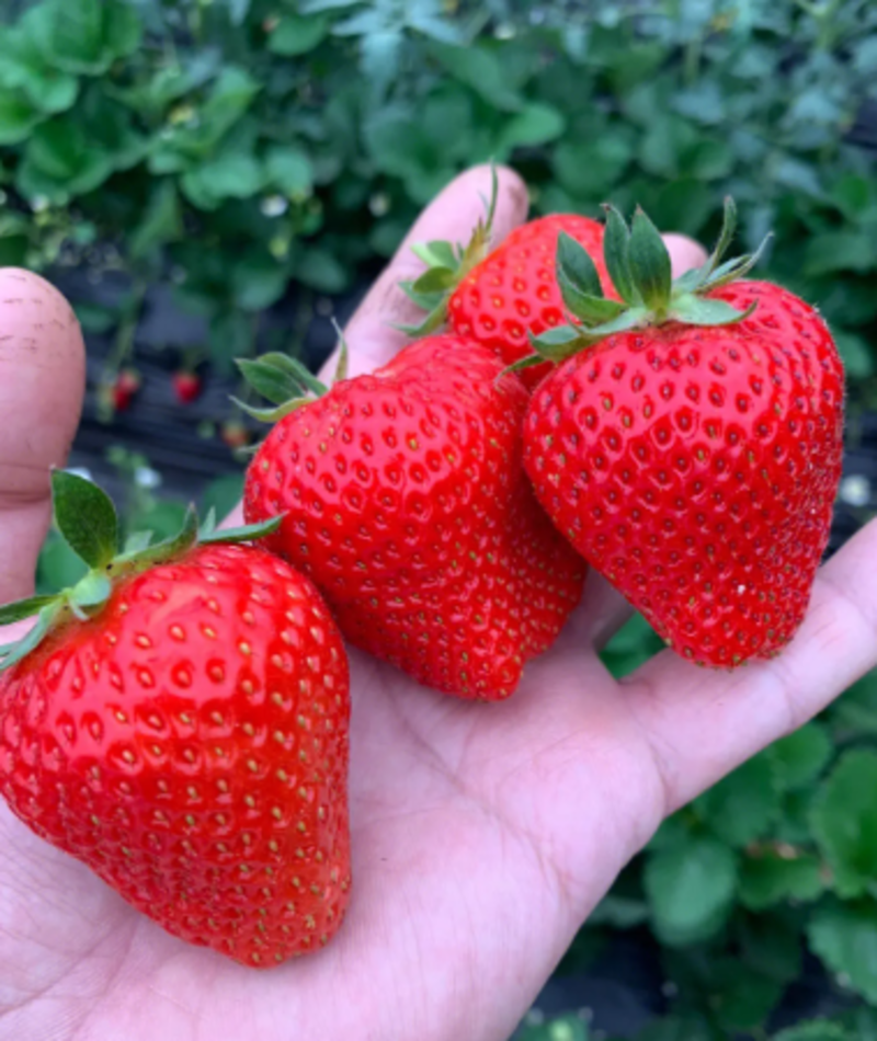 【精选】香野草莓苗根系发达植株低矮易种易活挂果率高