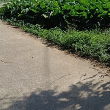 正宗荔浦香芋