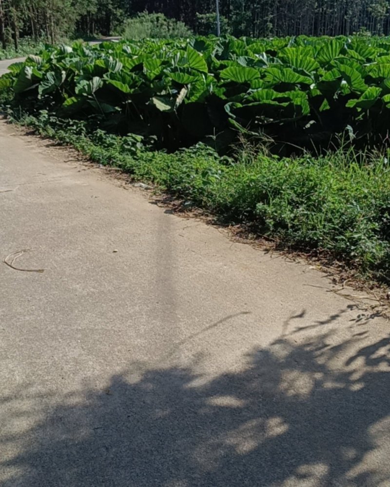 正宗荔浦香芋