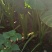 正宗荔浦香芋