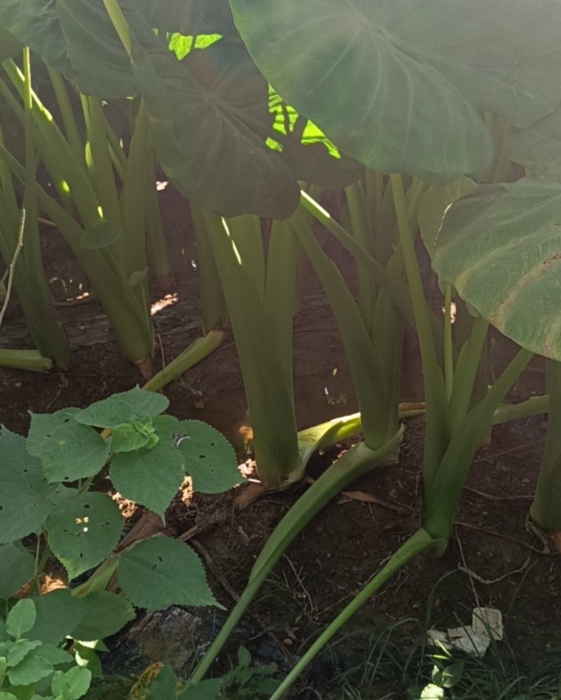 正宗荔浦香芋