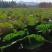 正宗荔浦香芋