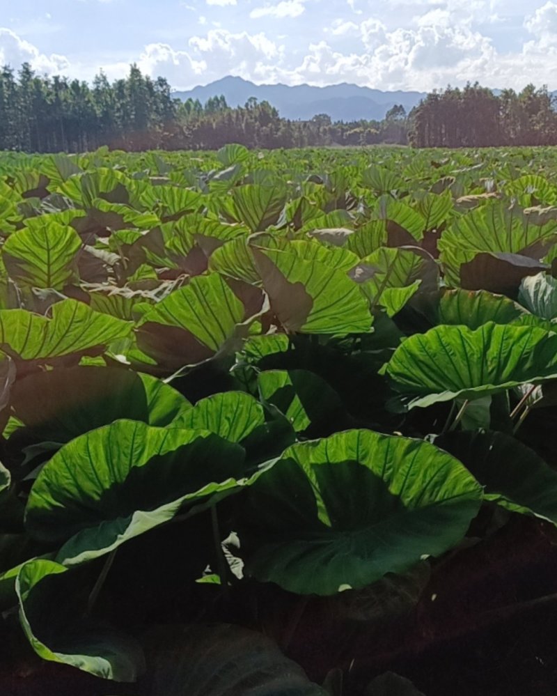 正宗荔浦香芋