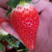 【优选】甜宝草莓苗土壤要求简单长势快无水淹无病害