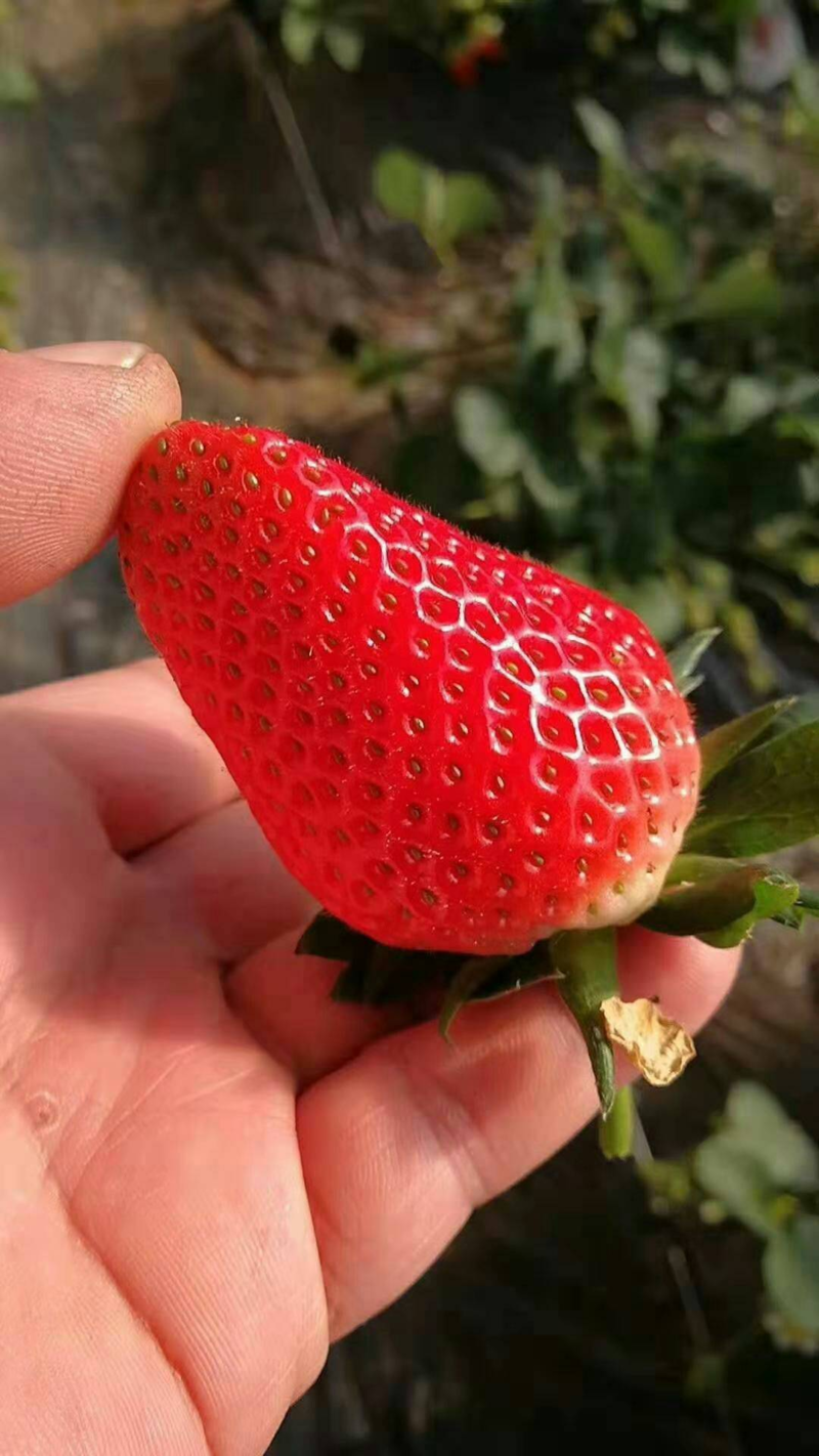 【优选】甜宝草莓苗土壤要求简单长势快无水淹无病害