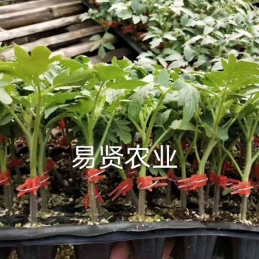 大红西红柿种苗大红石头番茄耐低温抗病毒早熟品种