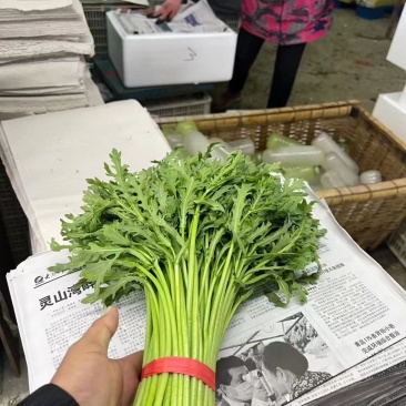 精品茴香