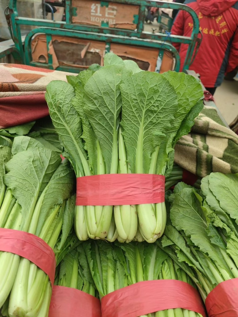 精品茴香