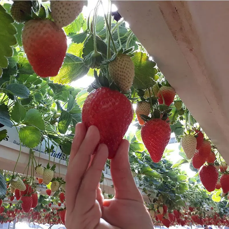 【基地直发】法兰蒂草莓苗根系发达丰产性好提供种植技术