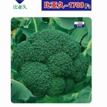 花菜种子比亚久1708细小粒耐寒低温下不变紫播种宽
