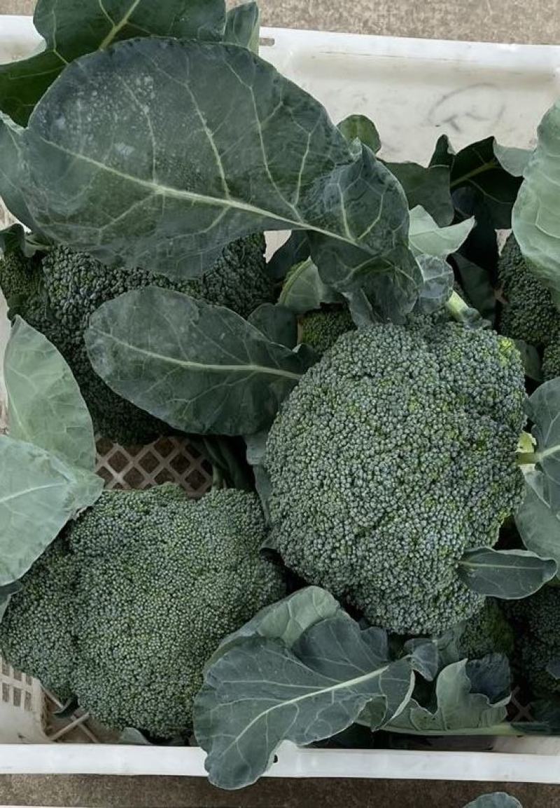花菜种子比亚久1708细小粒耐寒低温下不变紫播种宽