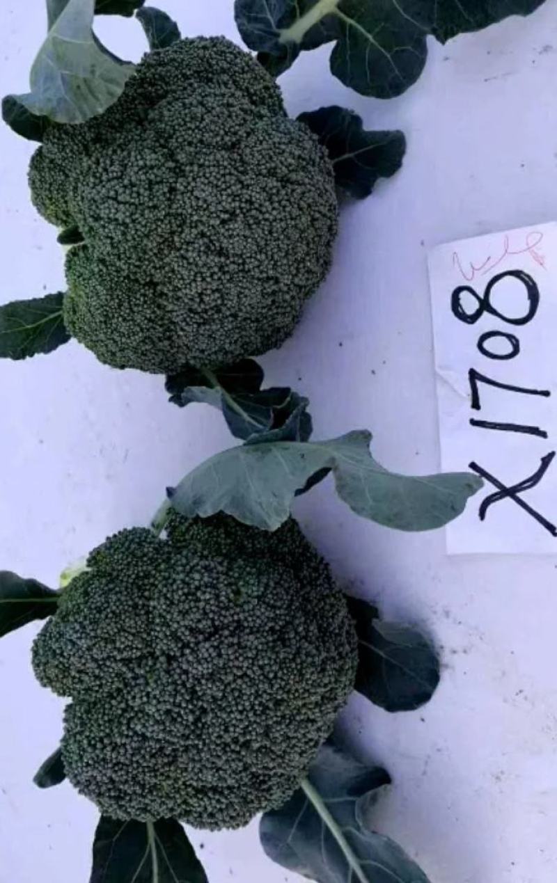 花菜种子比亚久1708细小粒耐寒低温下不变紫播种宽