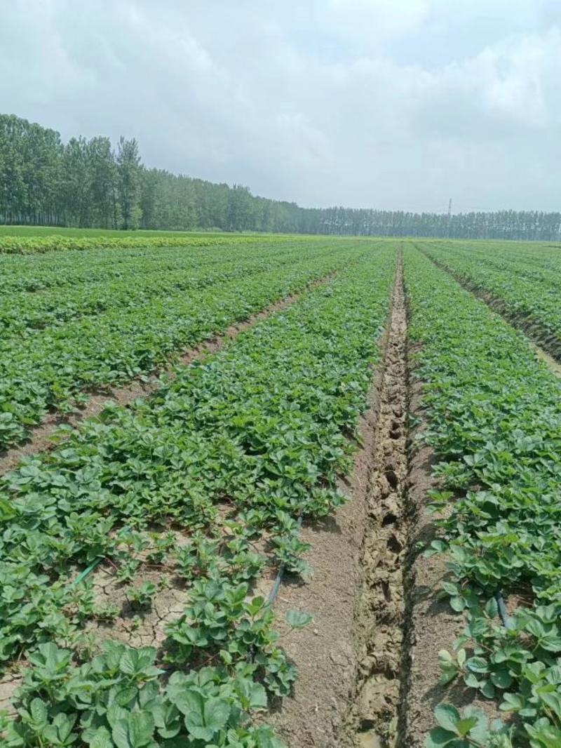 妙香草莓苗根系发达适应性强可提供种植技术指导
