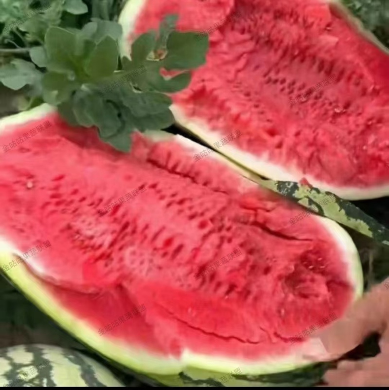 宁夏中卫石头硒砂瓜