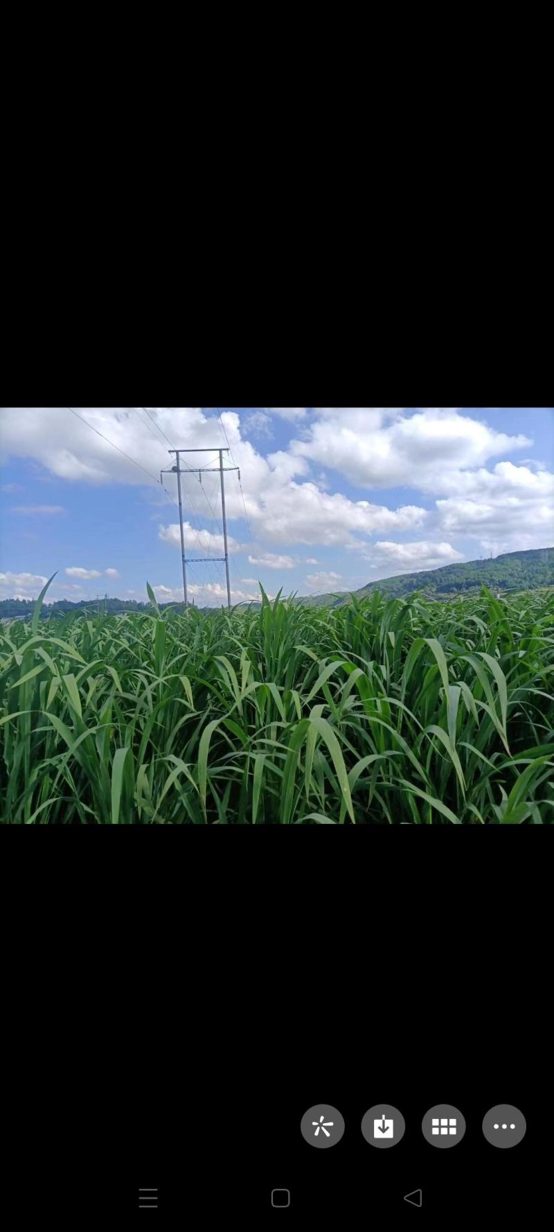 茭白批发