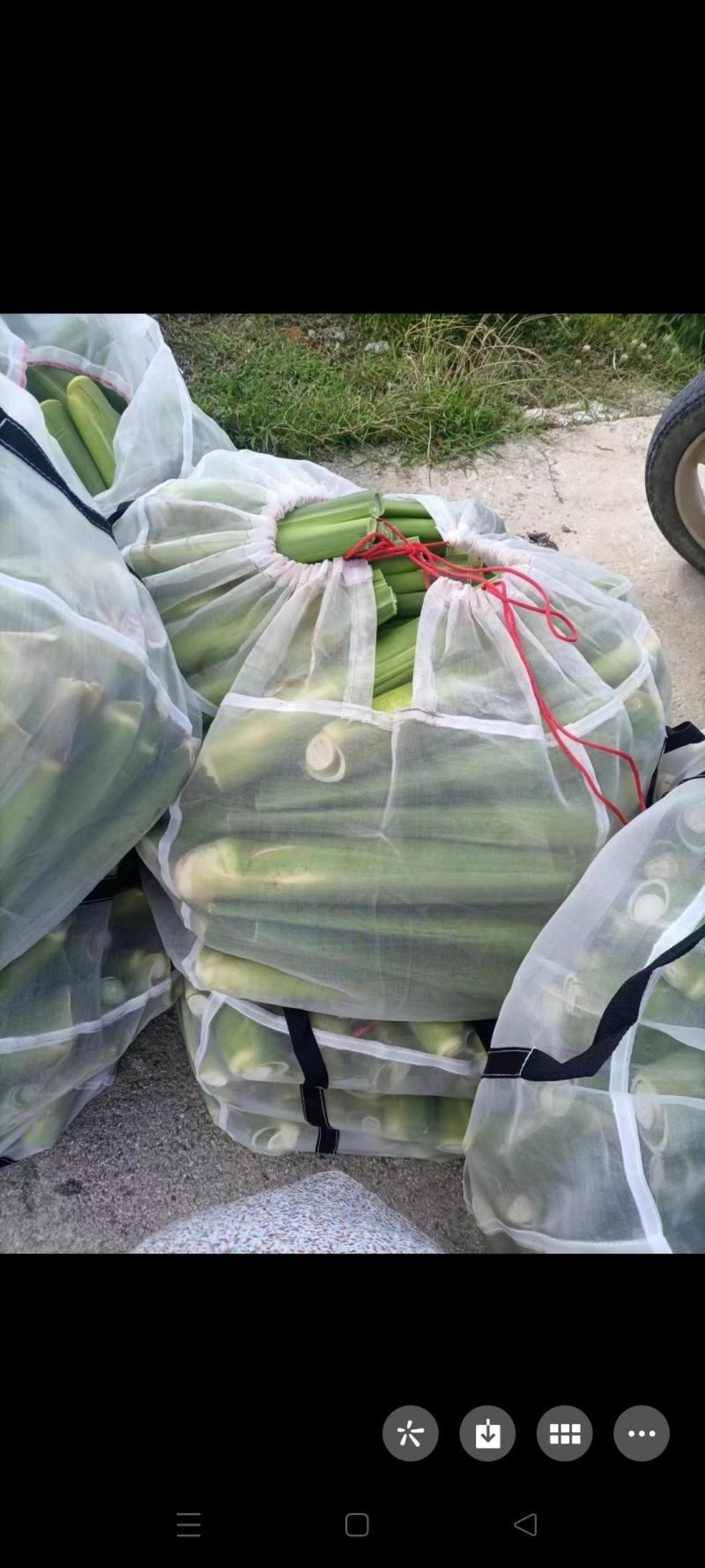 茭白批发