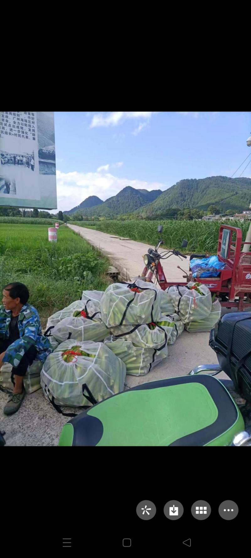 茭白批发